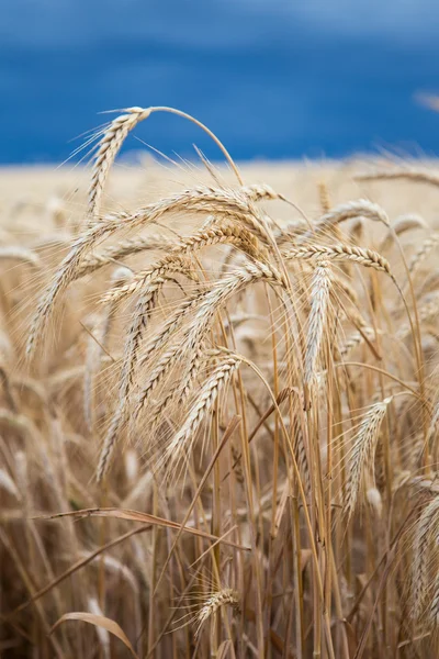 Campo di grano d'oro prima della tempesta — Foto Stock