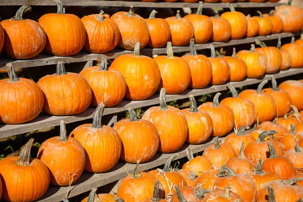 Pile de petites citrouilles au marché fermier . — Photo