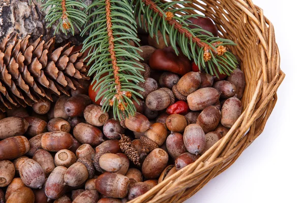 Wood background with acorns and cones fall decoration — Stock Photo, Image