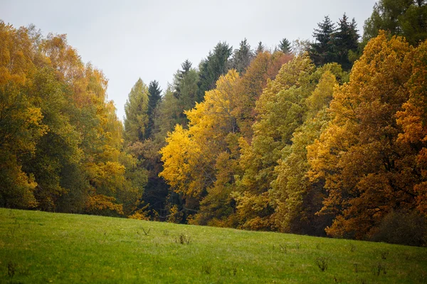 Paisaje majestuoso con hojas de otoño en bosque . —  Fotos de Stock