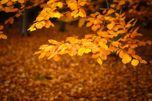 Colección de hermosas hojas coloridas de otoño — Foto de Stock