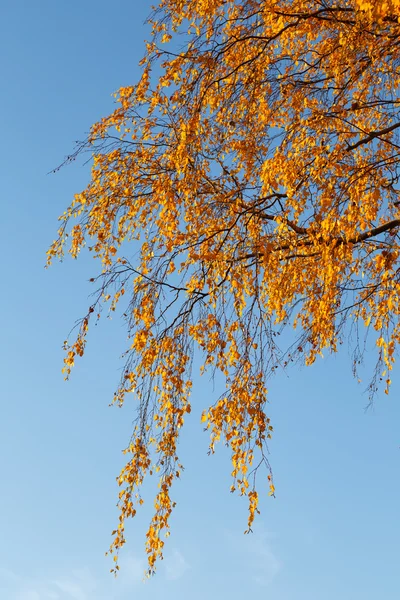 Schöne bunte Herbstblätter und blauer Himmel. — Stockfoto