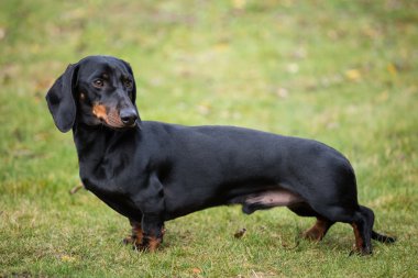Safkan shorthaired dachshund