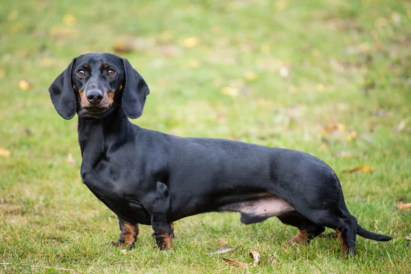 Dachshund de raça pura e curta — Fotografia de Stock