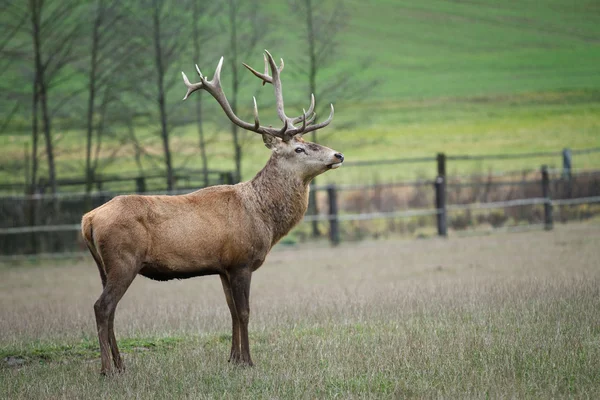 Pâturage des cerfs dans la prairie — Photo