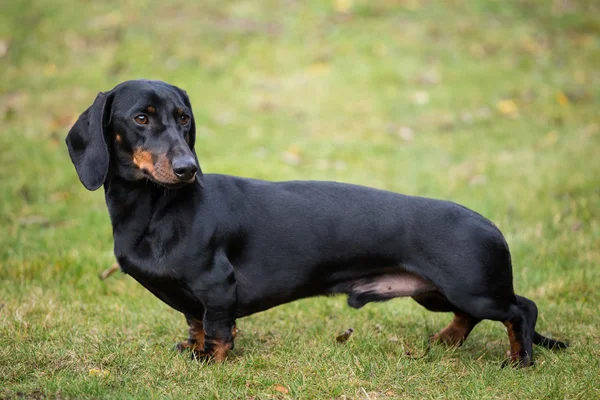 Purebred shorthaired dachshund — Stock Photo, Image