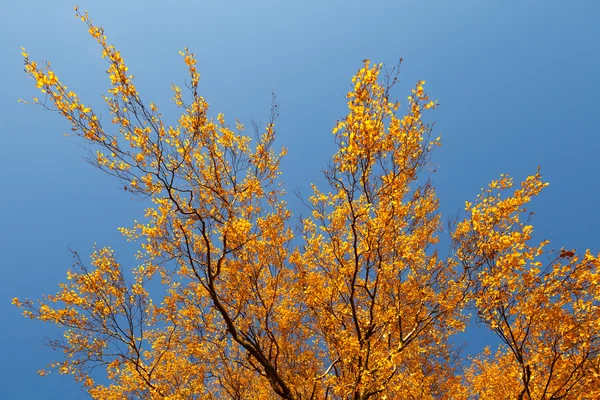 Bunte Herbstblätter und blauer Himmel. — Stockfoto