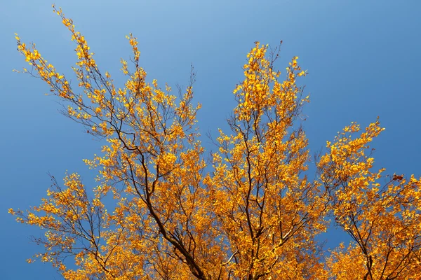 Foglie autunnali colorate e cielo blu . — Foto Stock