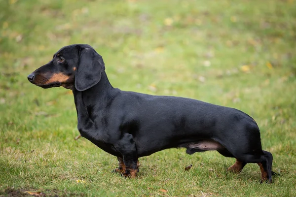 Purebred shorthaired dachshund — Stock Photo, Image