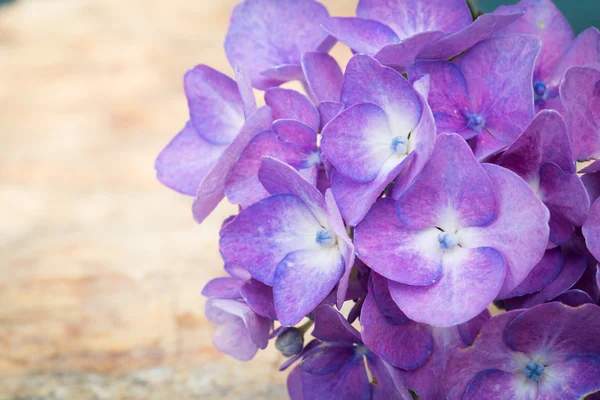 Modré hortenzie květiny — Stock fotografie