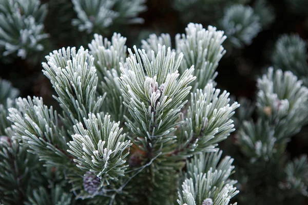 霜で覆われた針葉樹の枝。閉じろ!. — ストック写真