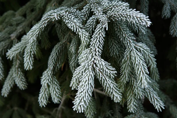 Froid hivernal sur sapin de Noël en épicéa close-up — Photo