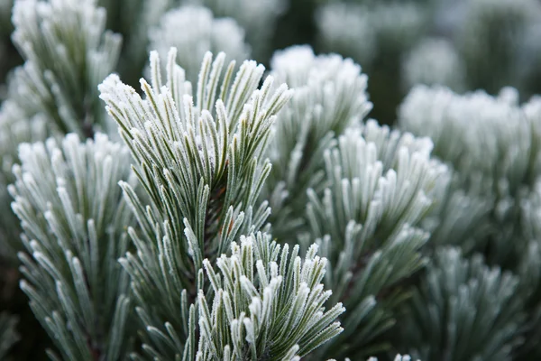Escarcha de invierno en el pino, árbol de Navidad de cerca —  Fotos de Stock
