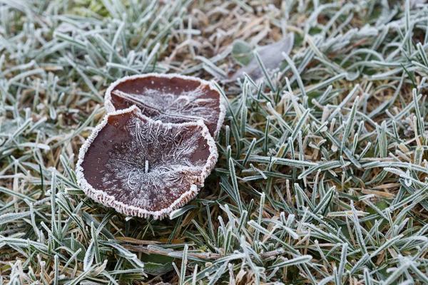 Frostbedeckter Pilz und Gras im Winter — Stockfoto