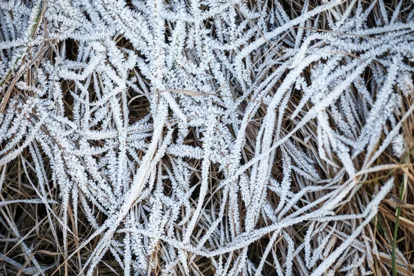 Closeup trávaκαρδιά σχήμα ξύλινες Χάνδρες — Stock fotografie