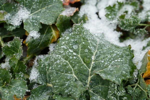 Colza da campo in inverno. Gelo invernale sulle foglie . — Foto Stock