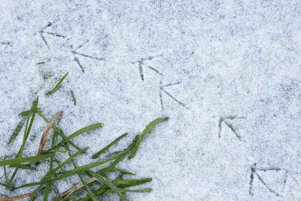 Следы птиц на снегу — стоковое фото