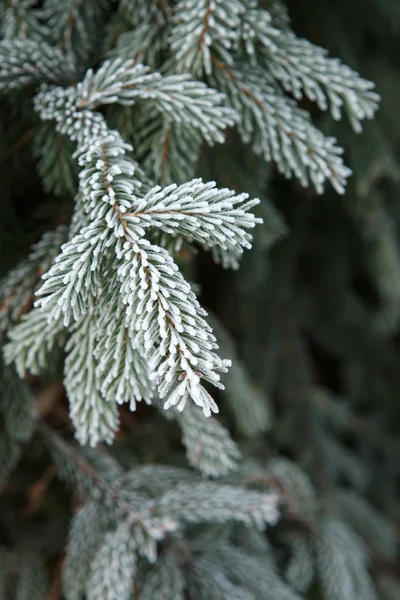 Escarcha de invierno en abeto árbol de Navidad primer plano —  Fotos de Stock