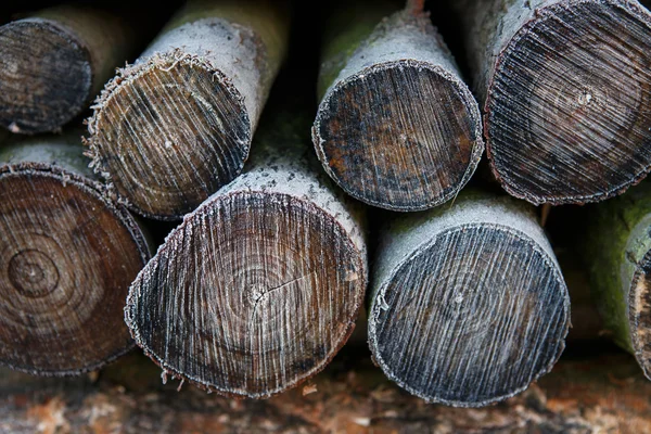 Frost auf einem Haufen Brennholz — Stockfoto