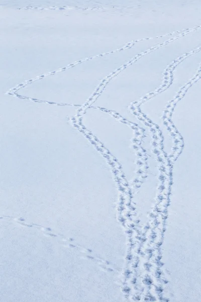 Pistes d'oiseaux dans la neige — Photo