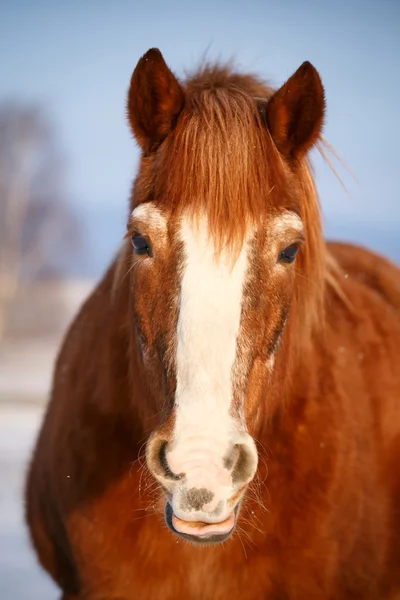 Pferd im Schnee an einem kalten Wintertag. — Stockfoto