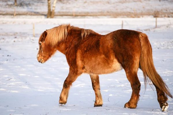 Häst i snön en kall vinterdag. — Stockfoto
