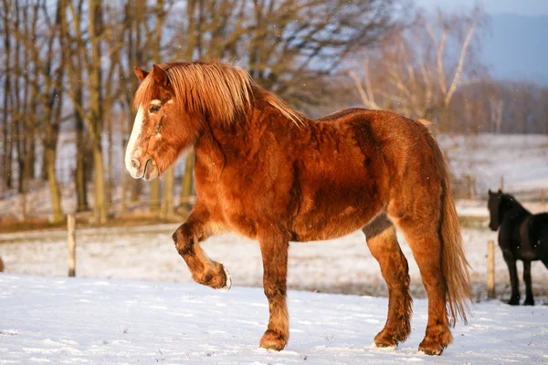 Escena rural con dos caballos en la nieve en un frío día de invierno . — Foto de Stock