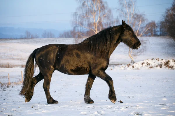 Cavalo frísio no inverno — Fotografia de Stock