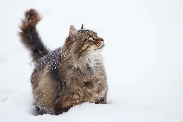 Табби-кот в снегу во время снегопада — стоковое фото