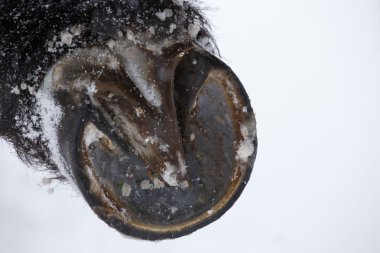 Closeup of horse hooves in winter clipart