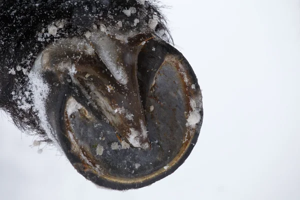 Closeup of horse hooves in winter — Stock Photo, Image