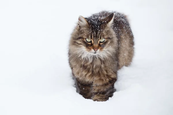Tabby cat in the snow during snowfall — Stock Photo, Image