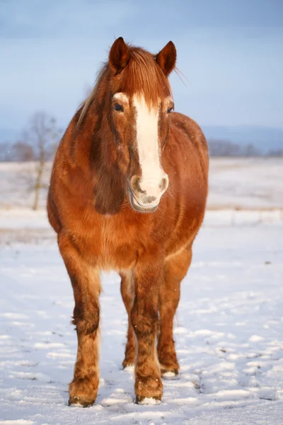 Caballo en la nieve en un frío día de invierno . — Foto de Stock