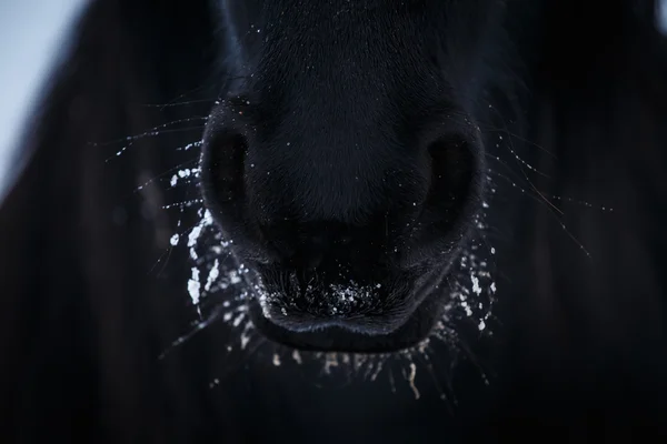 Narinas de cavalo friesiano para neve perto — Fotografia de Stock