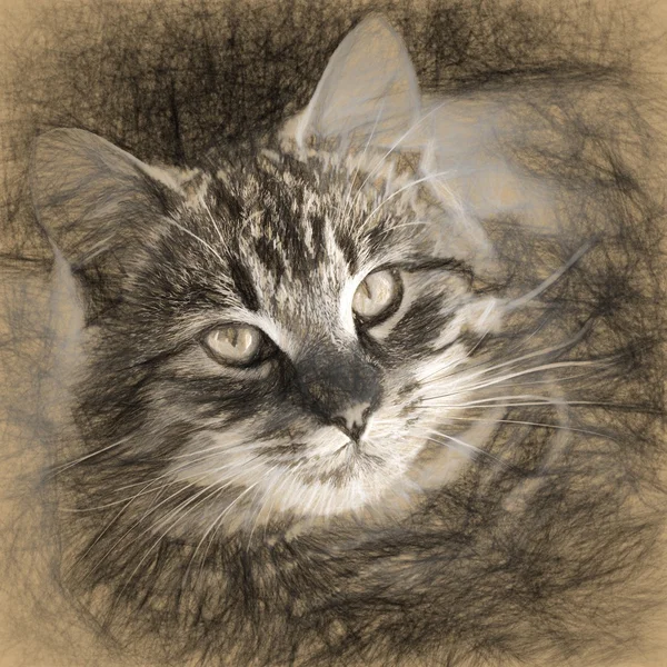 Digital structure of painting. Painted tabby cat — Stock Photo, Image