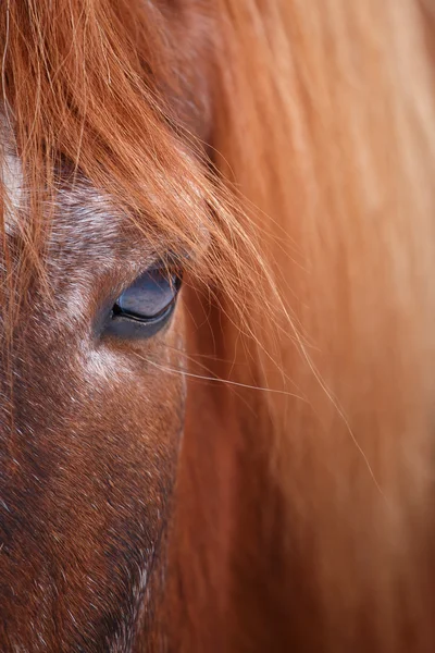 Koňské oko detail — Stock fotografie