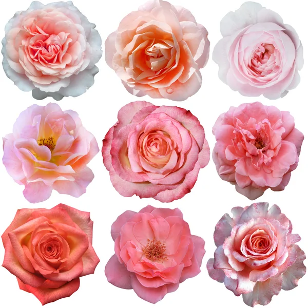 Σύνολο ροζ τριαντάφυλλα που απομονώνονται σε λευκό φόντο — Φωτογραφία Αρχείου