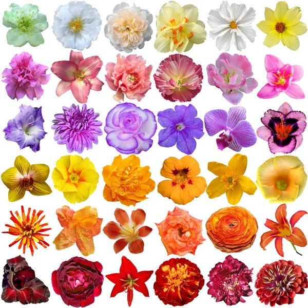 Big Selection of Various Flowers Isolated on White Background — Stock Photo, Image