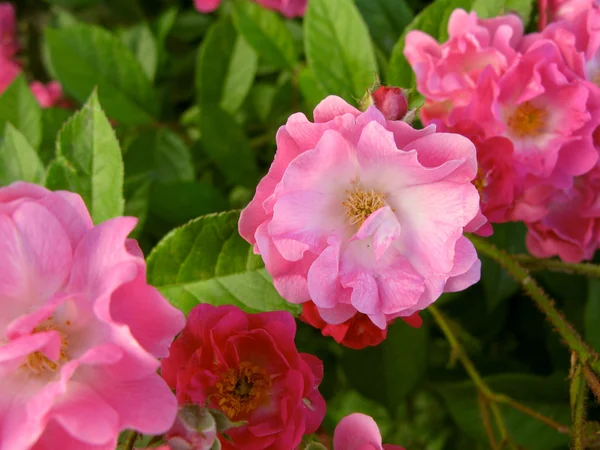 Rosas en el jardín Fotos De Stock Sin Royalties Gratis