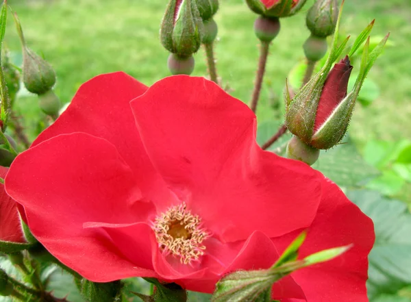 Fiore primo piano rosa rossa in giardino — Foto Stock