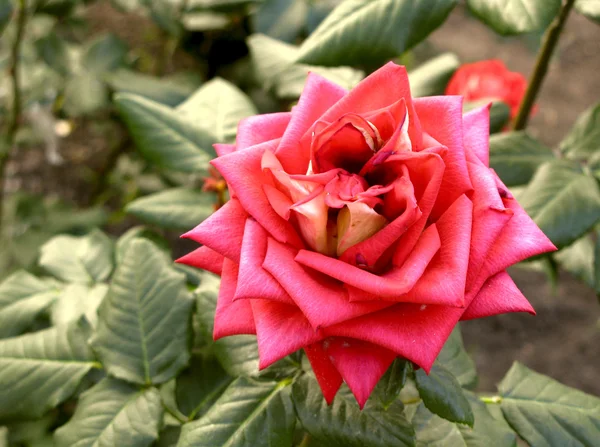 Bliska kwiat czerwona róża w ogrodzie — Zdjęcie stockowe