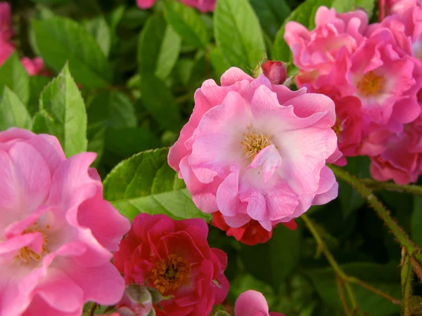 Close up flor rosa vermelha no jardim — Fotografia de Stock