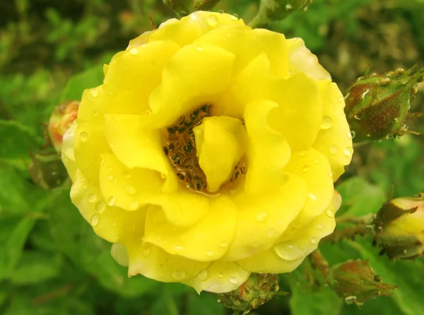 Žlutá růže s rosou kapky v zahradě — Stock fotografie