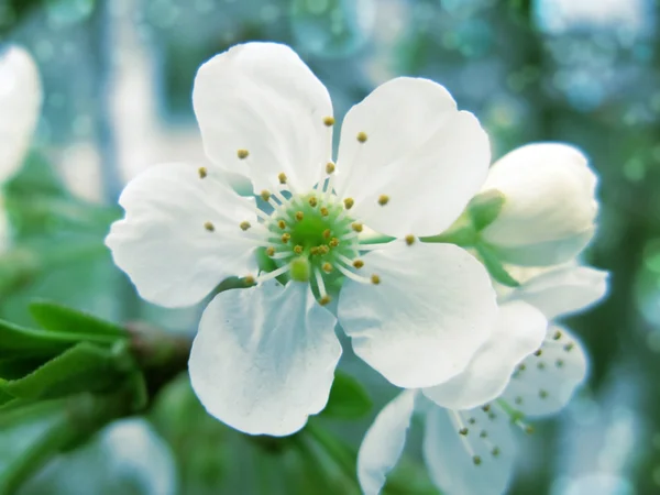 Flowers of the cherry blossoms — Stock Photo, Image