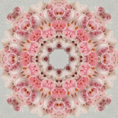 Konsantrik çiçek Merkezi makro yakın çekim. Mandala farklı renk seçenekleri sunan d