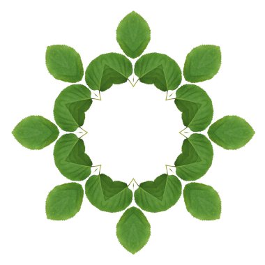 Yeşil yaprakları beyaz arka plan üzerinde izole paterni 