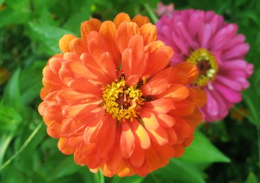 Bahçedeki zinnia çiçeği