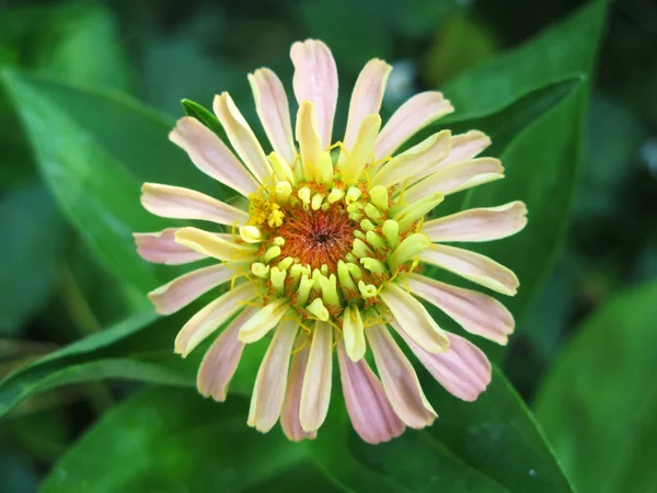 Zinnia blomma i trädgården — Stockfoto