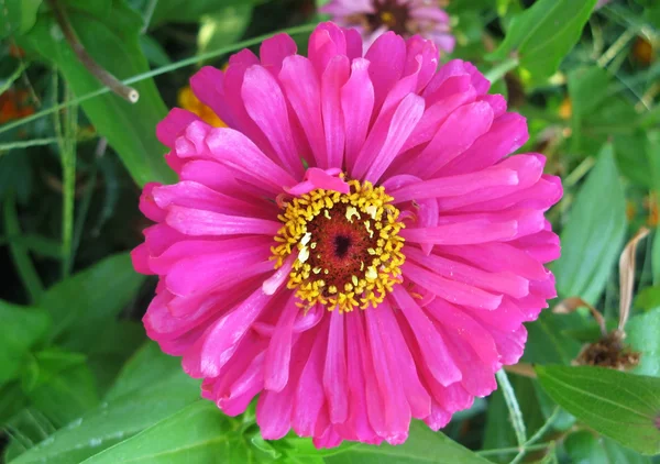 정원에 있는 지니아 꽃 — 스톡 사진