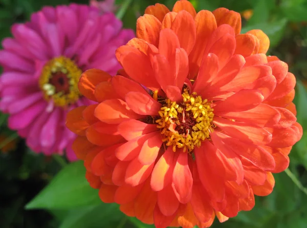 Квітка цинії в саду — стокове фото